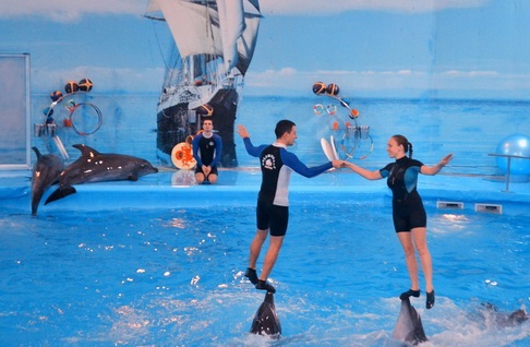 Dolphin Bay Show 3